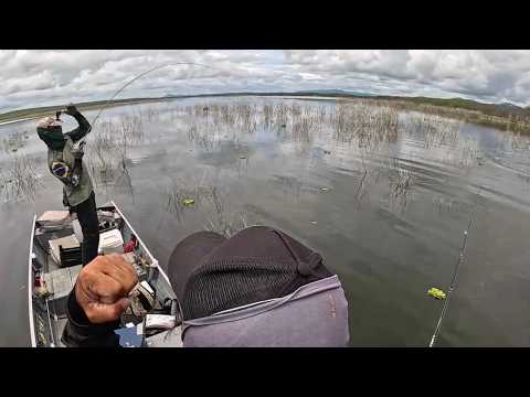 EXPLOSÕES NA SUPERFÍCIE! Tucunaré Pinima no Açude Figueiredo | Pescaria INSANA em Alto Santo – CE.