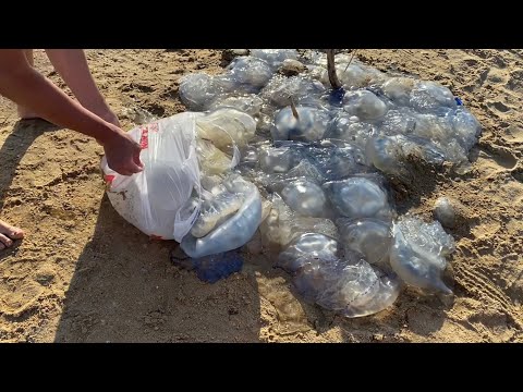 Vlog: нашествие медуз на пляжах!