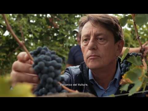 download lagu mp3 mp4 Caldora Sangiovese 2015, download lagu Caldora Sangiovese 2015 gratis, unduh video klip Caldora Sangiovese 2015