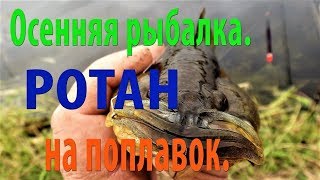 На что клюет ротан осенью