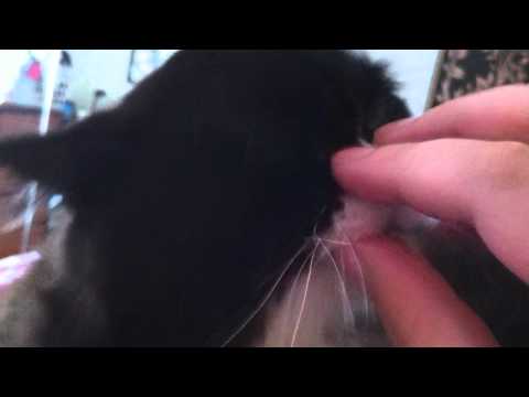 Sweet Purring Persian Cat