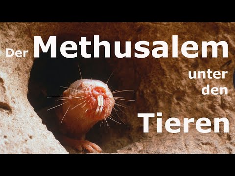 Ist der Nacktmull das perfekte Modell für die Alternsforschung?