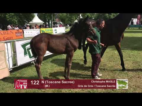 Sprinter Sacré Show 2018 : Lot 122 - N (Toscane Sacrée)