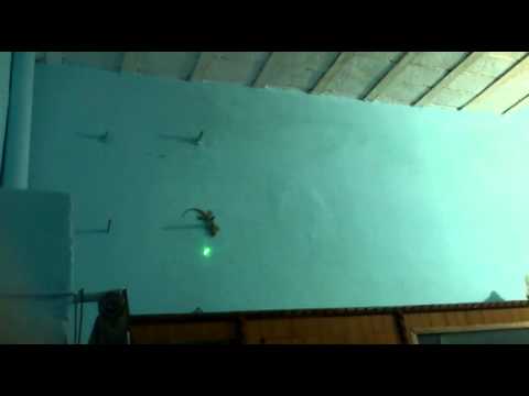 Lizard following laser light