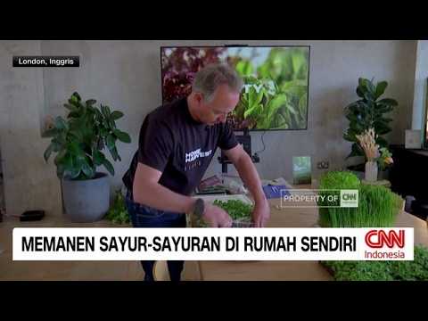 Memanen Sayur-Sayuran di Rumah Sendiri