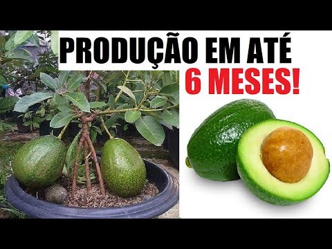 , title : 'Como ter abacateiro em vaso, produção em até 6 meses!'