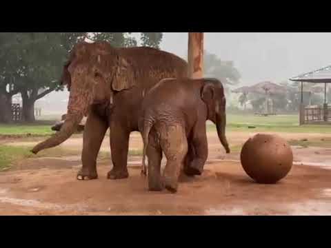 Wan Mai's happy moment in the rain.