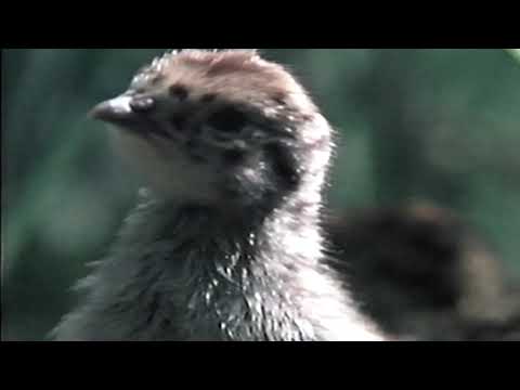 rspb 1978  the vanishing partridge + BBC1 Wales Continuity On  28th/Thursday 29th August 1996.