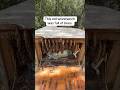 This Beehive Had Some Surprise Guests