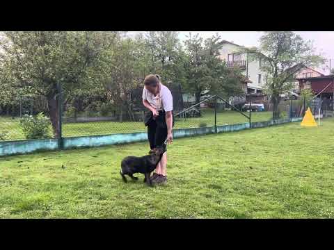 Rachel z Jukasu - start of obedience - 3,5 months