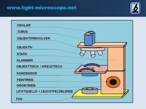 Lichtmikroskop Aufbau & Funktion - mit Erklärungen