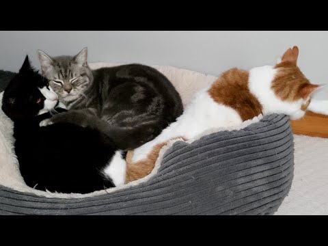 Cats Like To Snuggle & Sleep Together