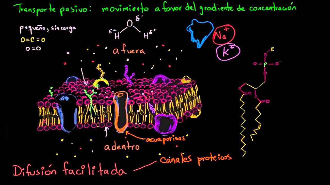 Difusión facilitada | Membranas y transporte | Biología | Khan Academy en Español