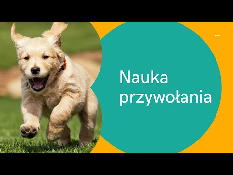Jak nauczyć psa przywołania? Komenda "do mnie"