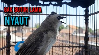 Download lagu trucukan gacor TARUNG ROPEL PANJANG pancingan trucukan agar bunyi jadikan burung trucuk gacor EMOSI mp3 Download lagu trucukan gacor TARUNG ROPEL PANJANG pancingan trucukan agar bunyi jadikan burung trucuk gacor EMOSI mp3