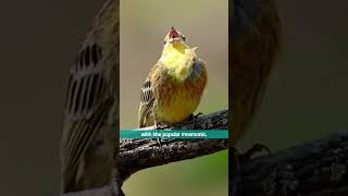 The Yellowhammer&#39;s Memorable Song - Bird Sounds #shorts