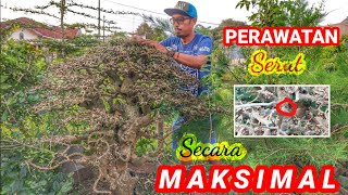 Download lagu Perawatan Bonsai Serut - bonsai trees (@abadibonsai6982) mp3