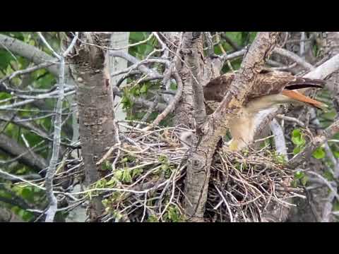 Red Tail Hawk feeding chicks