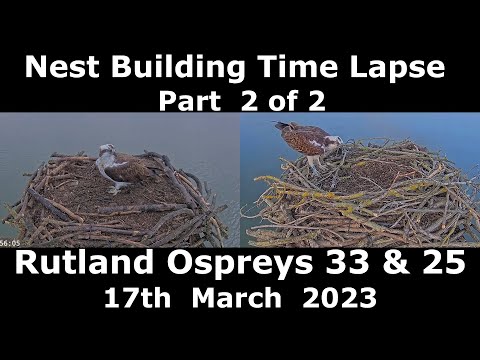 Osprey Builds it's Nest - part 2 - 2023