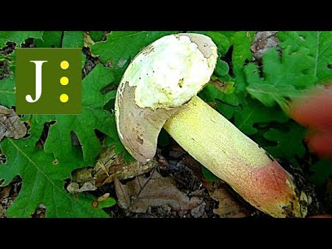 Ljupki vrganj - Butyriboletus fuscoroseus
