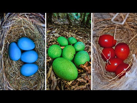 THE 20 MOST AMAZING BIRD EGGS IN THE WORLD!