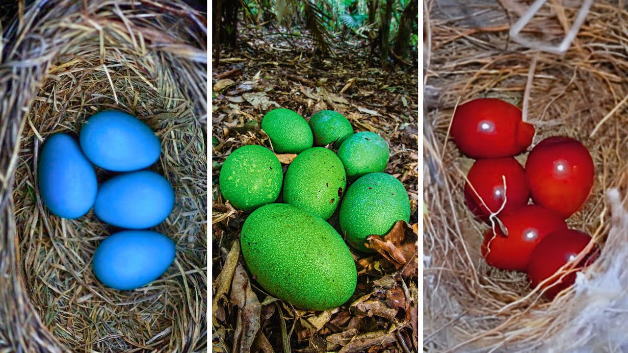 THE 20 MOST AMAZING BIRD EGGS IN THE WORLD!
