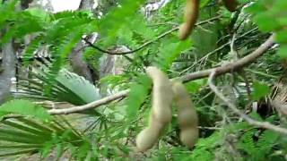 Tamarindus indica Tamarind tree Tamarindus indica Tamarind tree