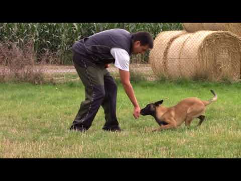 Aldo Raine z Jukasu - 4 months - obedience