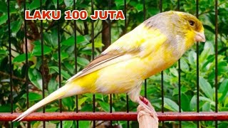 Download lagu 🔴 LAKU 100 JT‼️KENARI MASTERAN,CENGKOK ISTIMEWA,ROL PANJANG,JUARA NASIONAL #kenarijuara #kicaumania mp3