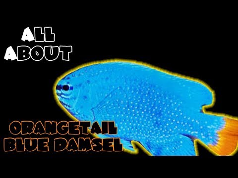 All About The OrangeTail Blue Damselfish