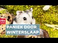 Hamsters in de spaarstand | RTV Drenthe