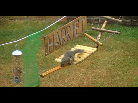 The Squirrel Obstacle Course