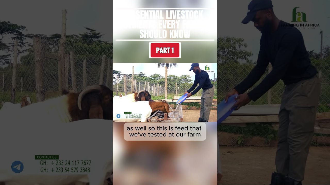 Nutrition Tips For Your Animals #semanhyiafarms #goatfarming #farmlife