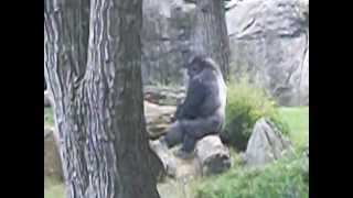 preview picture of video 'Asheboro Zoo gorilla'