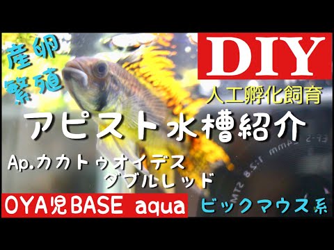 アピストグラマ・カカトゥイデス、雄。