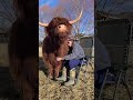 Happy Cow Enjoys Gentle Scratches! #Shorts