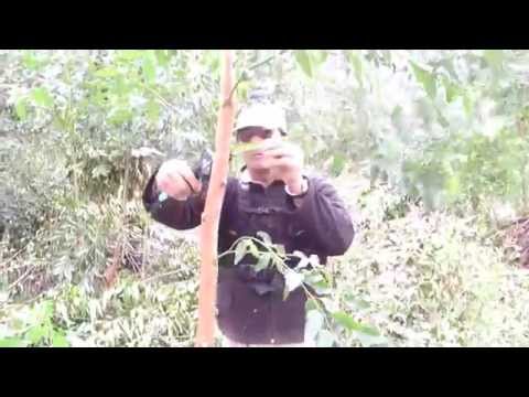 AGROIMPORT - PODA EN FORESTALES