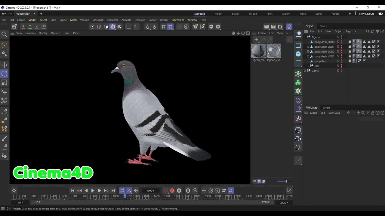 Piccione di roccia animato realistico Modello 3D