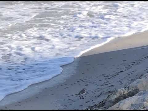 june 2018 - november 2019: roy's realm