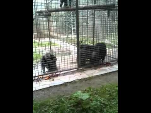 Affenfütterung im Leintalzoo