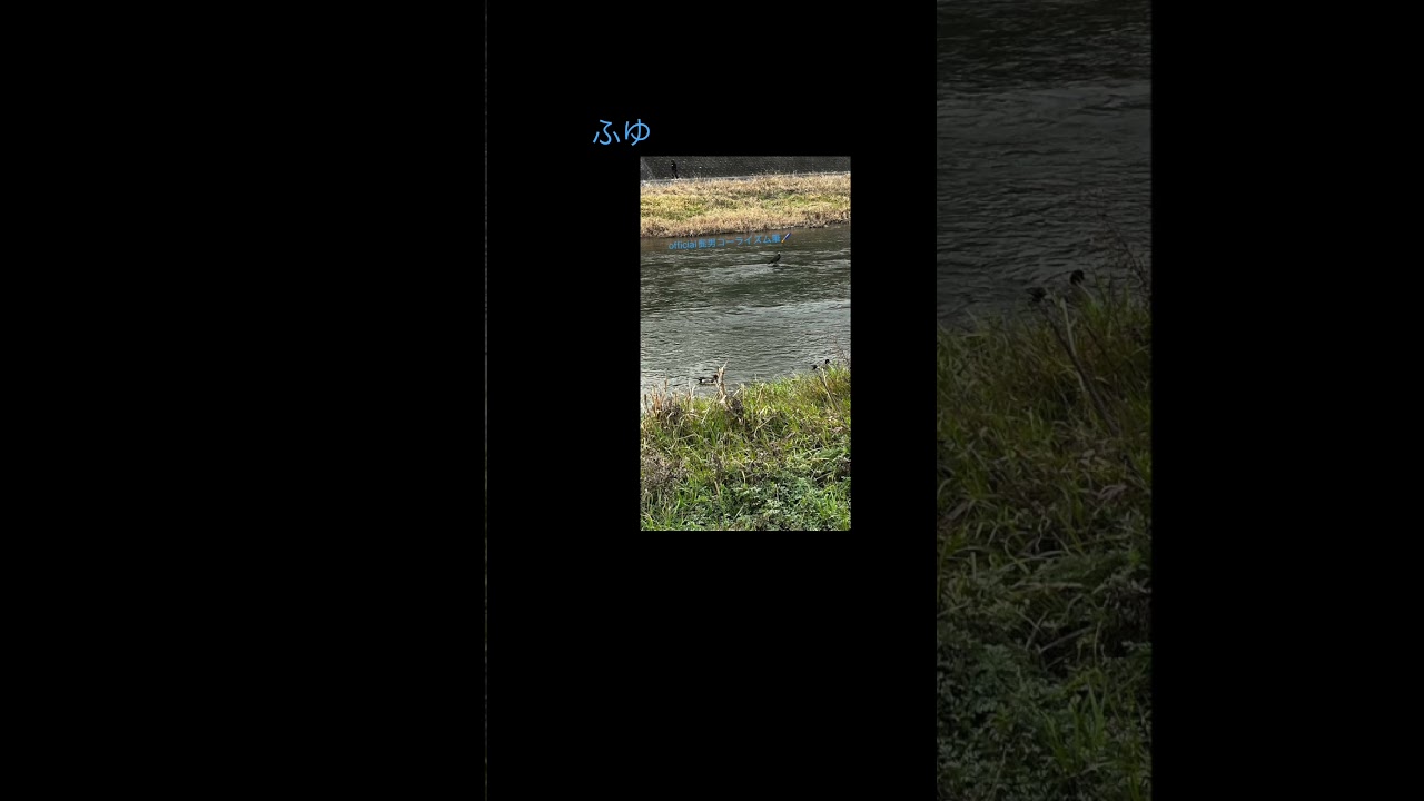 タキシードサムはどんなブルーで、