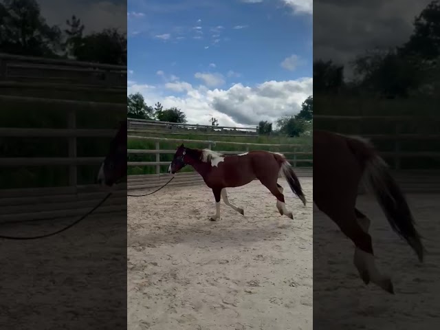 Jument pour balade et m&eacute;diation