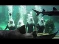 kissimmee florida tripcentral.ca tripcentral trip central travel agents video commentary review