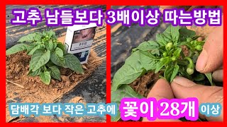 담배각 보다 작은 고추에 꽃이 28개이상 남들보다 고추 3배이상 따는방법  고추모종심는시기와 방법 귀농귀촌,…