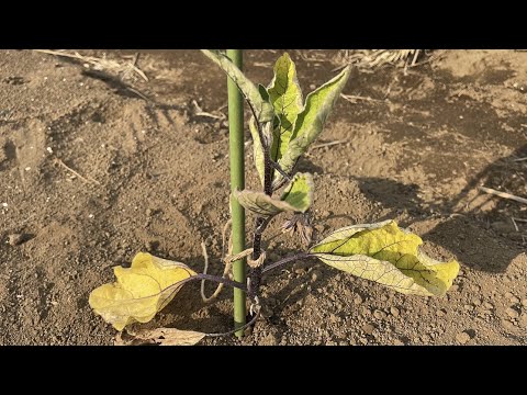 苗が成長しないのはなぜですか?それを修正するにはどうすればよいですか?  庭園