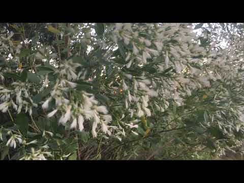 Sea Myrtle (AKA 'Malady Bush') VS Wax Myrtle