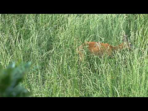 Roe deer - Sounds of Nature