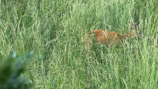 Roe deer - Sounds of Nature