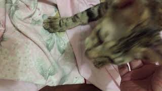 [問題] 啊啊叫聲是什麼意思?