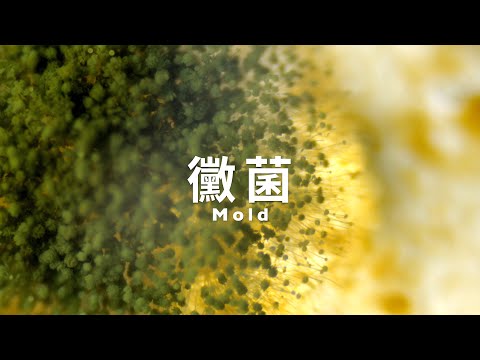 黴菌孢子